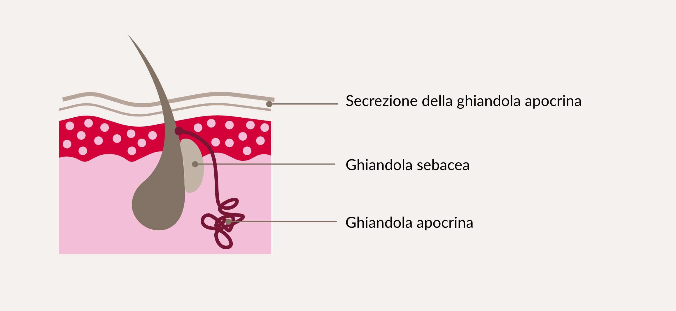 Unità pilosebaceo-apocrina